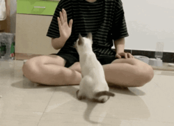 고양이-하이파이브-훈련